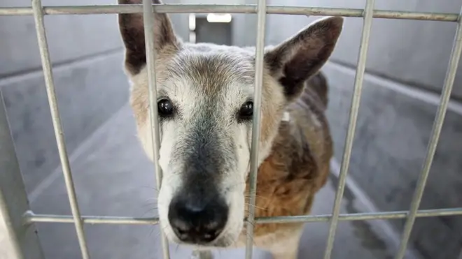 以繁殖寵物營利可能引起動物長期的情緒和健康問題