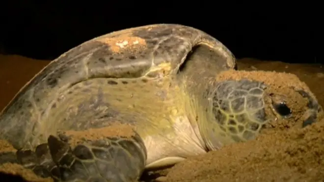 سمندری کچھوا