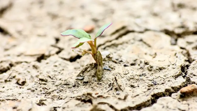 พืชบางชนิดมีความทนทาน และอยู่รอดได้ในสภาพที่เลวร้าย