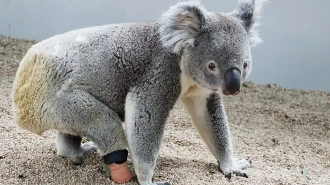 koala