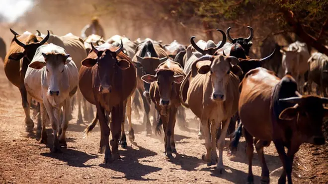Cattle traders from the Misseryia area in Abyei region migrate from north on December 18, 2016.