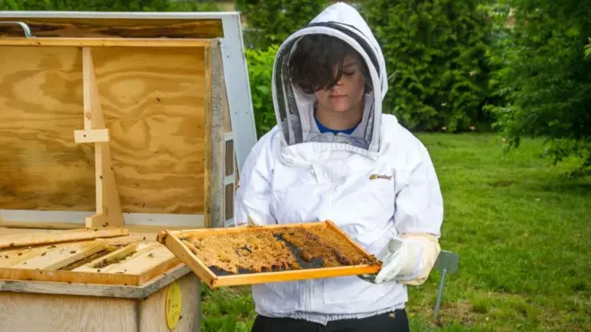 تسهم الُملِّقحات على الصعيد الدولي بقيمة اقتصادية سنوية تناهز 150 مليار دولار، ومع ذلك تواجه الحشرات الملقحة صعوبات بكافة أنحاء العالم