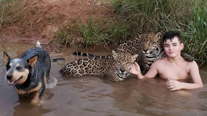 Tiago's frolics with the jaguars looked staged. But they are a natural part of his life