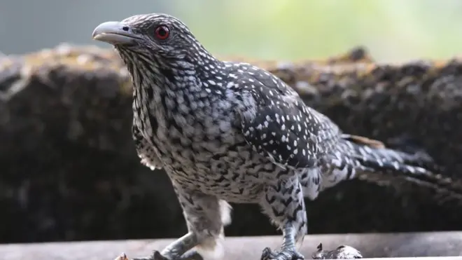 කොහාගේ සැඟවුණු ප්‍රේම කතාව සහ කපුටන් නොමග යවන උපාය