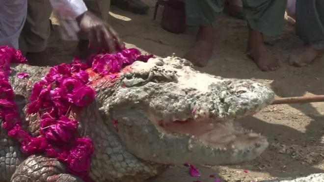 Зачем в Пакистане наряжают крокодилов