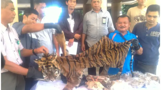 Kulit harimau yang disita dari lima orang yang diduga terlibat penjualan kulit harimau lintas provinsi.
