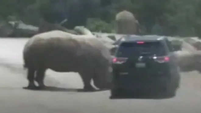 زوار حديقة سفاري في المكسيك يتعرضون لهجوم من حيوان وحيد القرن. وأخذ الحيوان يضرب السيارة بعنف وحاول رفعها عن الأرض.