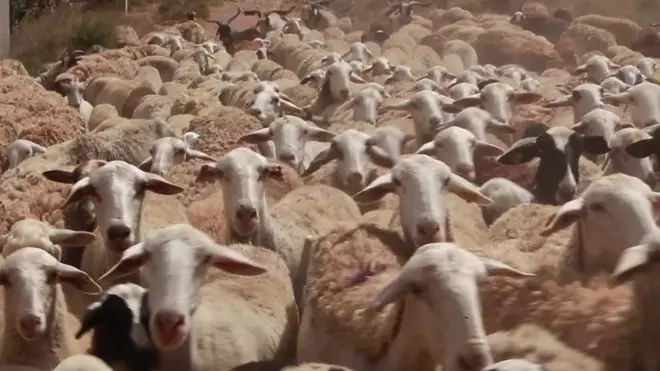 Hoolonni fuula namaa akka adda baasan qorannoon bira gahame