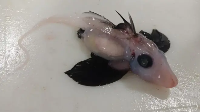 A newly-hatched deepwater ghost shark