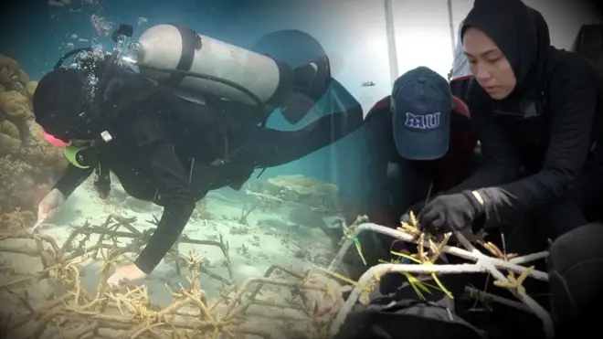 Para perempuan muda 'tukang kebun bawah laut' di Selat Makassar