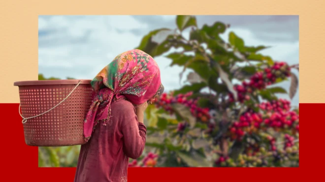 የፕላስቲክ ሳጠራ የተሸከመች ሴት እና የቡና እርሻ