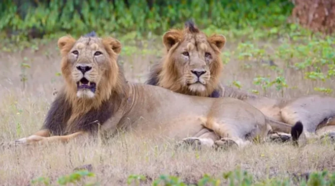 انڈیا میں شیروں کی جوڑی 