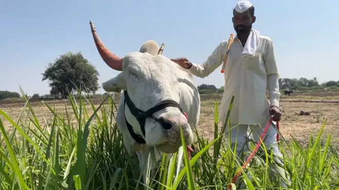 अंधा बैल और किसान