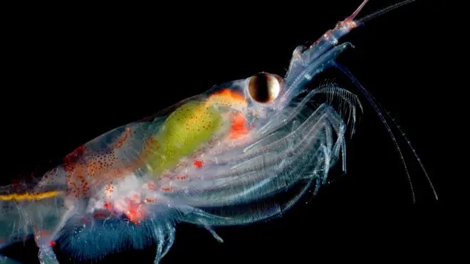 The image shows a highly magnified image of a krill - a marine crustacean that is a few centimeres long when fully grown. The detail shows its large eye, some of its internal anatomy visible through its translucent body and multiple pairs of legs that it uses for swimming and for trapping food. 