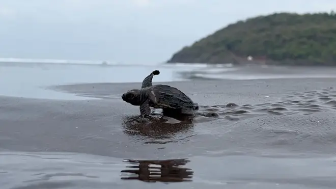 कोकणच्या निसर्गरम्य किनारपट्टीवर वसलेलं वेळास हे छोटंसं गाव आज देशभरात 'कासवांचं गाव' म्हणून प्रसिद्ध झालं आहे.