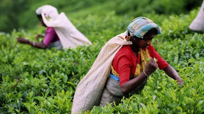 මෙරට වතුකම්කරුවන් අභියෝග රැසකට මුහුණ දෙමින් සිටින අතර ඉඩම් හිමිකාරිත්වය අහිමිව තිබීම ඒ අතර ප්රධාන තැනක් ගනියි