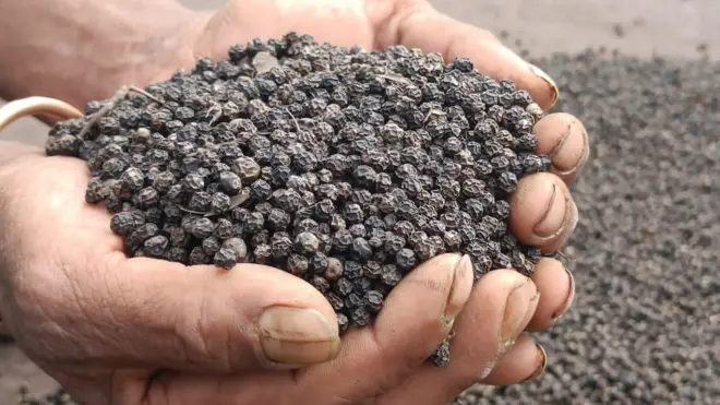 మిరియాలు