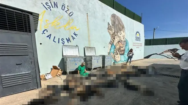 Gebze sokak hayvanları.