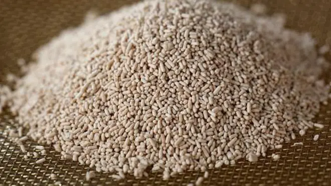 Dried Yeast