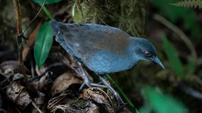 Uma sanã-das-galápagos pousa entre folhas secas e fios de musgo na ilha de Floreana