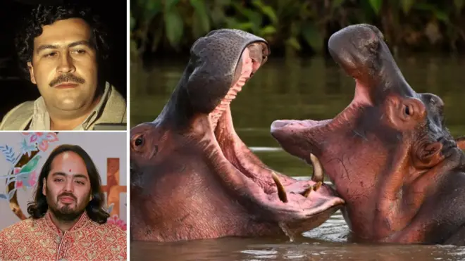 కొలంబియా, హిప్పోలు, ముఖేష్ అంబానీ, అనంత్ అంబానీ, డ్రగ్ కార్టెల్ నేత, పాబ్లో ఎస్కోబార్‌