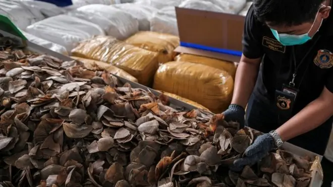 穿山甲为濒危物种，多个国家都立例禁止出售。