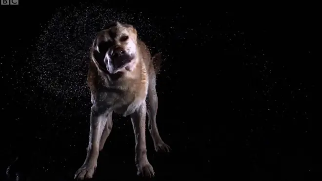 Пес обтрушується