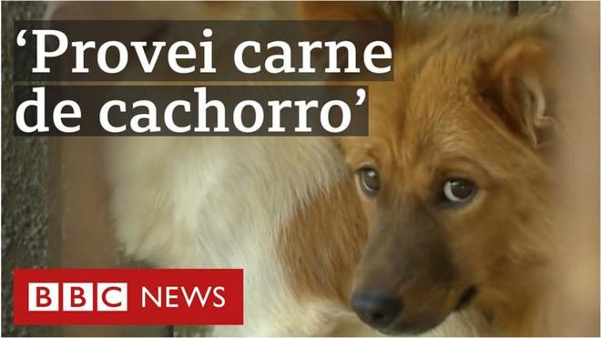 cachorro