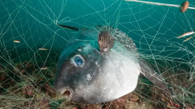 Fish trapped in net
