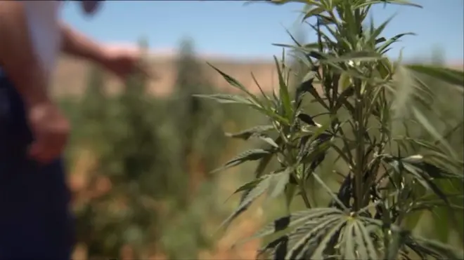 البرلمان اللبناني يدرس تقنين زراعة القنب لأغراض طبية في محاولة لتعزيز الاقتصاد.