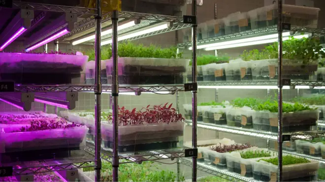 Edible Garden'ın iç mekanda yetiştirdikleri ürünler.