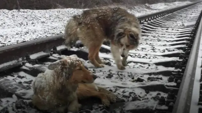 Dogs on train tracks