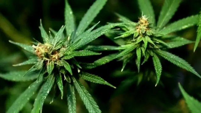 గంజాయి చట్టబద్ధం చేస్తారా