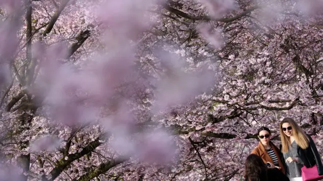 пролеће, цветање