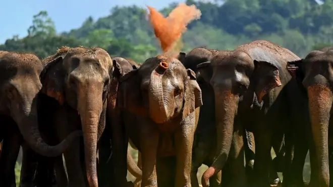 වසර තුනකට පසු මින්නේරියට අලි ඇවිත්