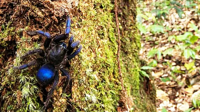 Aranha que está sendo chamadanetbets'tarântula elétrica' foi avistada por fotógrafo perto do rio Potaro, na Guiana | Foto: Andrew Snyder/Global Wildlife