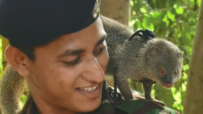 Luwak pelacak bahan peledak