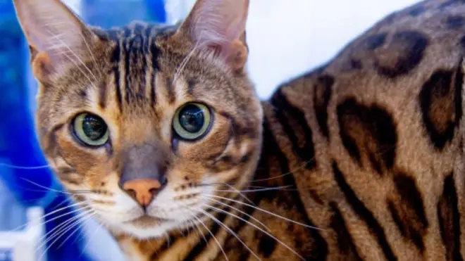 بلیوں کو ناپسند کرنے والوں کے خیال میں بلیوں کی کی محبت صرف اسی وقت جاگتی ہے جب ان کے کھانے کا برتن خالی ہو جاتا ہے