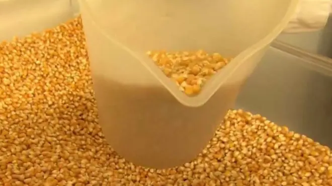 آپ نے پاپ کارن تو یقیناً کھائے ہی ہوں گے سنیما گھر میں یا بھر اپنے گھر کے لاؤنچ میں ٹی وی سکرین کے سامنے بیٹھ کر۔ سوال یہ ہے کہ آپ پاپ کارن کے بارے میں کیا کچھ جانتے ہیں