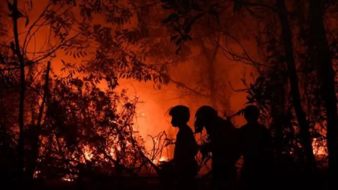 Putusan bebas perusahaan pembakar lahan dan hutan di Kalimantan Tengah oleh hakim kasasi di Mahkamah Agung dikhawatirkan bakal menjadi preseden buruk dalam memutus perkara karhutla di masa mendatang.