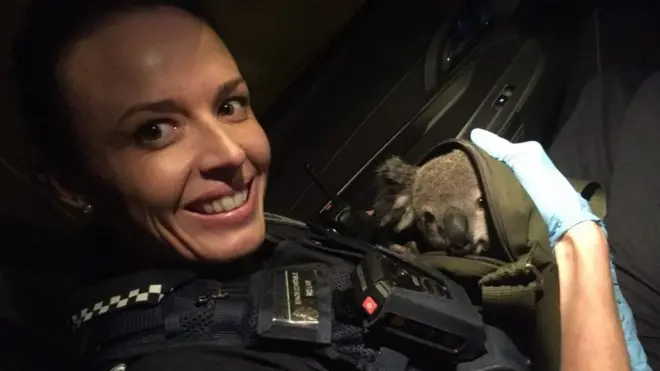 Polisi mengatakan koala dalam keadaan sehat, walau terlihat kehausan.