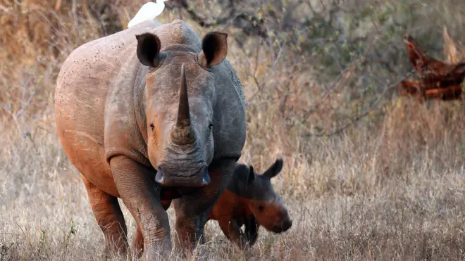 File image of White Rhinoceros in the Kruger National Park, South Africa