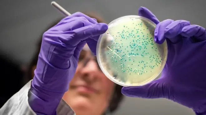 బాక్టీరియా