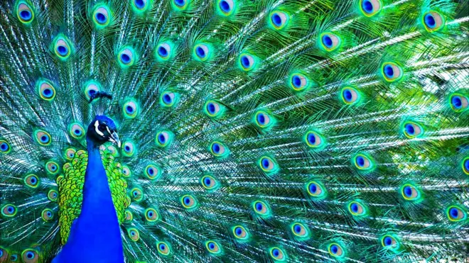 La cola del pavo real a menudo se cita como ejemplo de estímulos supranormales que se pueden encontrar en la naturaleza.