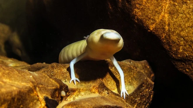 ตัวโอล์มบางตัวไม่ขยับเขยื้อนไปจากจุดเดิมที่มันอาศัยอยู่นานถึง 7 ปี