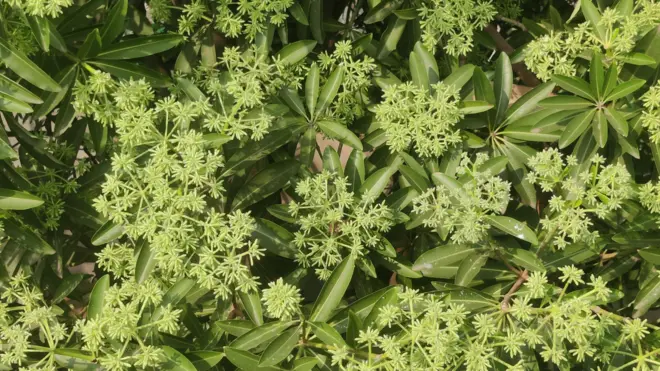 ఏడాకుల చెట్లు