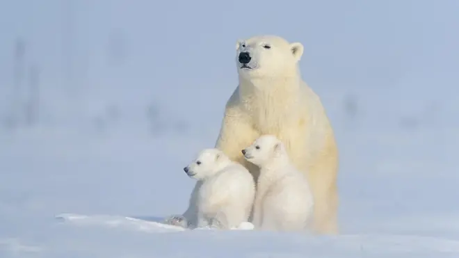 Поларни медведи