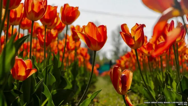 ट्यूलिप गार्डन