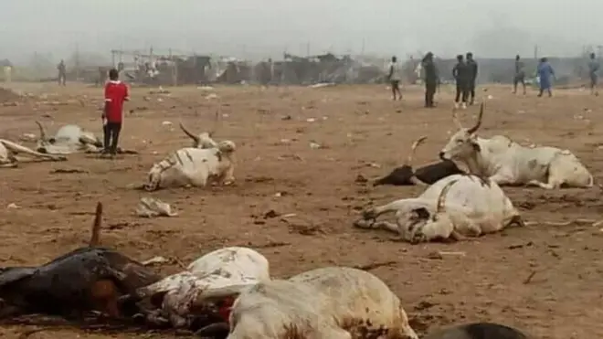 Cattles wey dey Aba new market