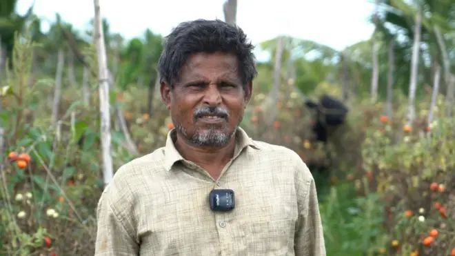 టమోటా రైతు